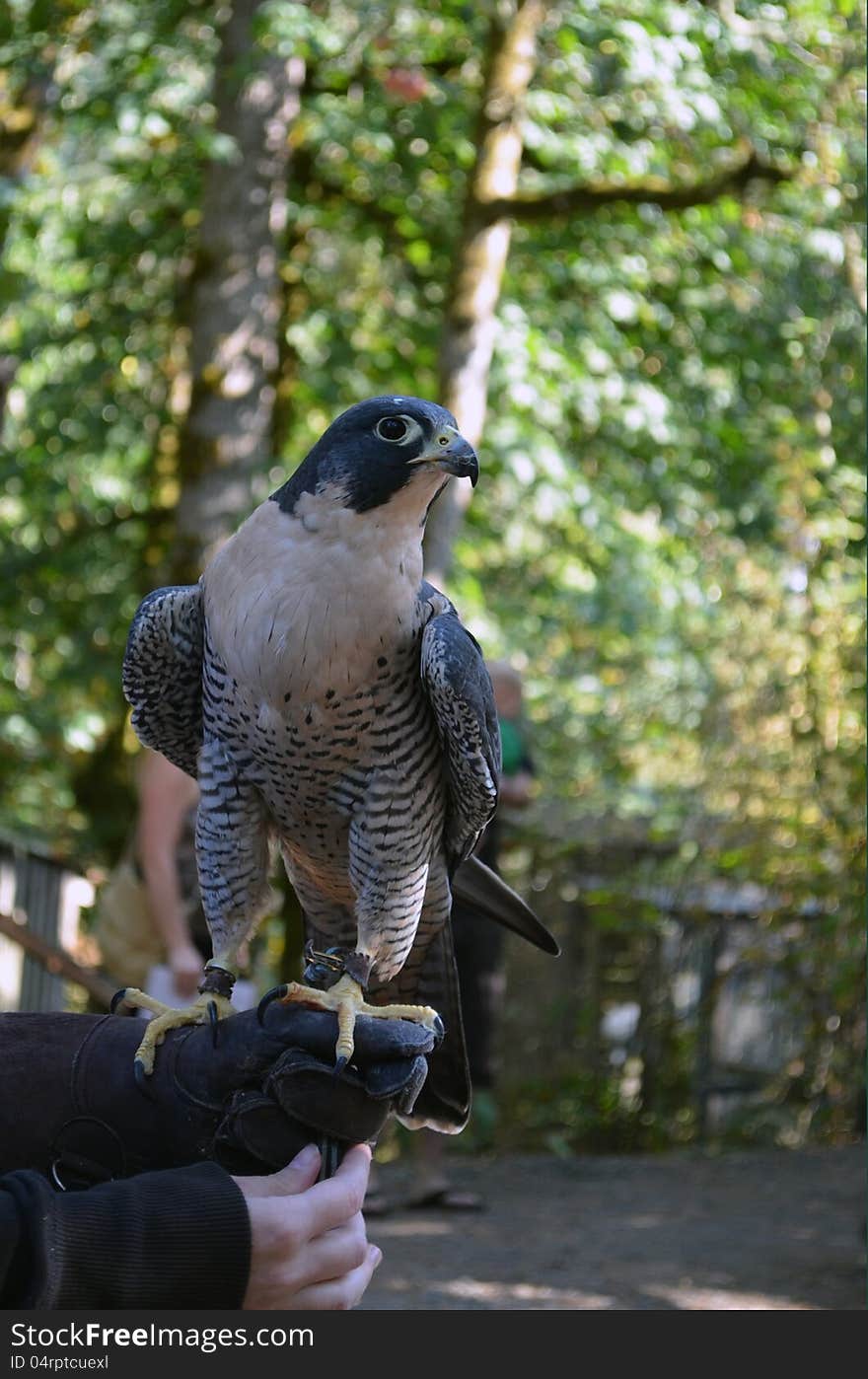 Raptor being held by a trainer