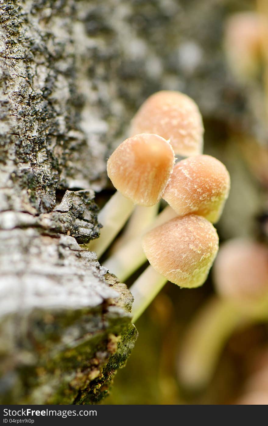 Groups of little mushrooms on dead tree. Groups of little mushrooms on dead tree.