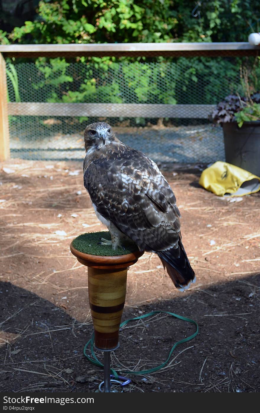 Hawk sitting on post