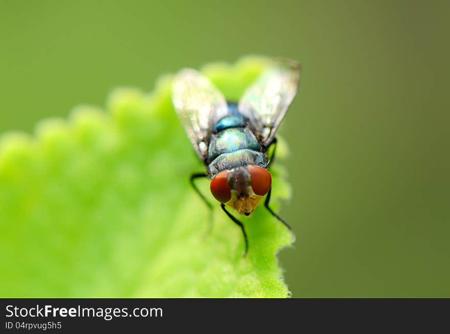 The fly stand still on leaf in closed-up shot. The fly stand still on leaf in closed-up shot.