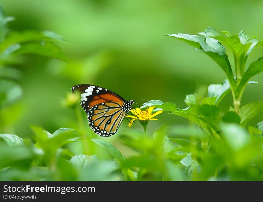 Butterfly over a flower