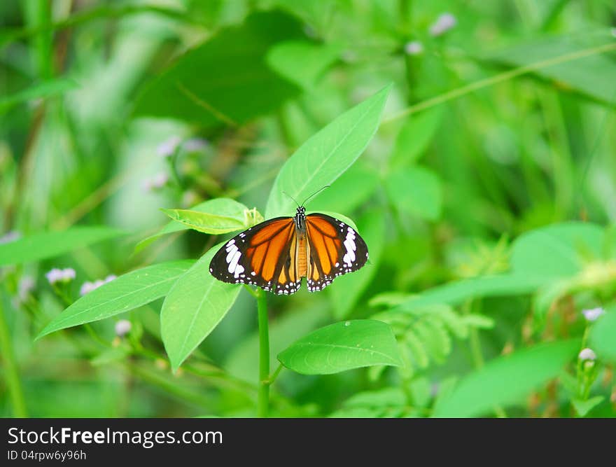 Butterfly over a flower