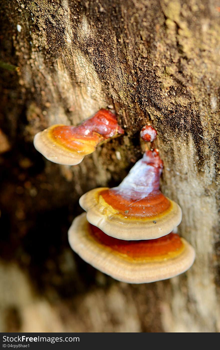 Groups of little mushrooms on dead tree. Groups of little mushrooms on dead tree.