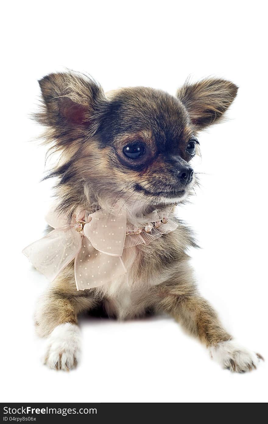 Portrait of a cute purebred brindle chihuahua in front of white background