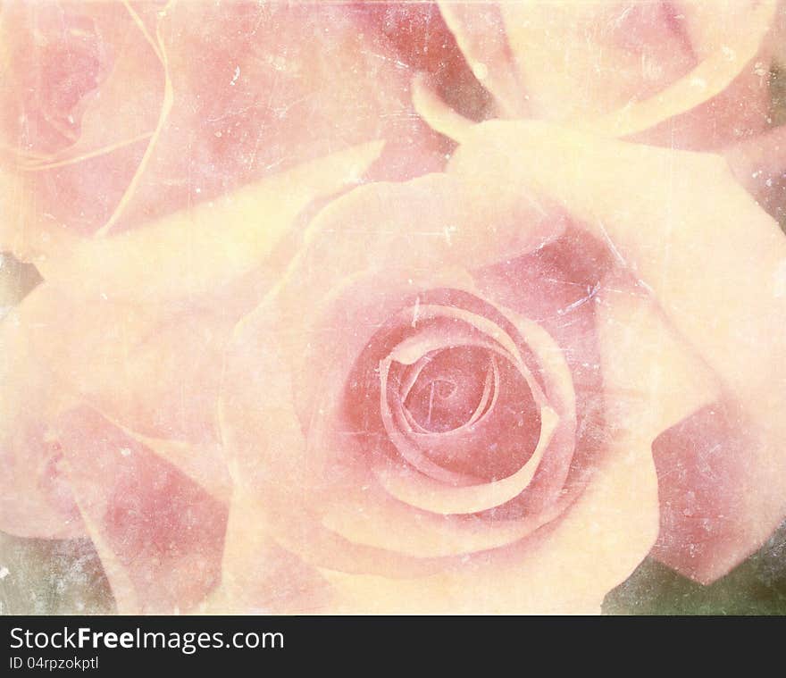 Vintage photo of pink roses. Vintage photo of pink roses