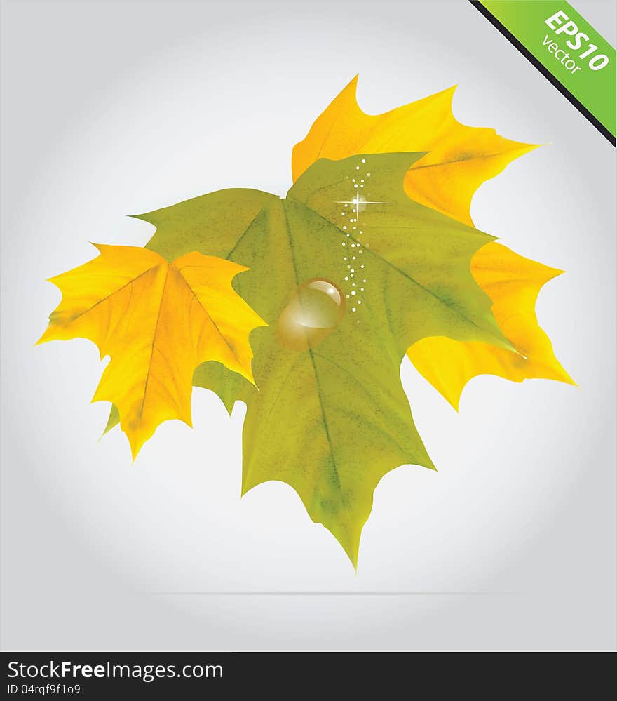 Vector autumn leaves yellow and green color