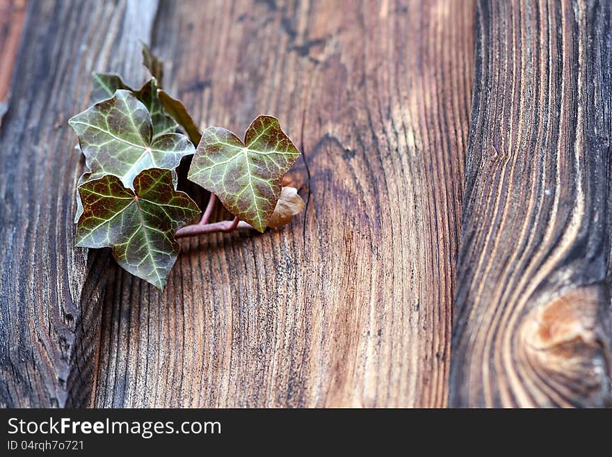 An ivy plant