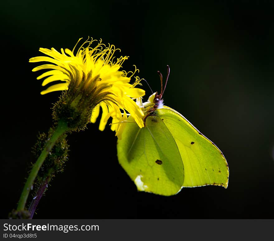 The brimstone butterfly and the hawkweed against the light with a black background. Uppland, Sweden. The brimstone butterfly and the hawkweed against the light with a black background. Uppland, Sweden.