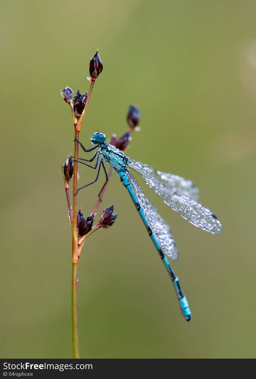 A dew sprinkled dragonfly waiting for the sun. Uppland, Sweden. A dew sprinkled dragonfly waiting for the sun. Uppland, Sweden