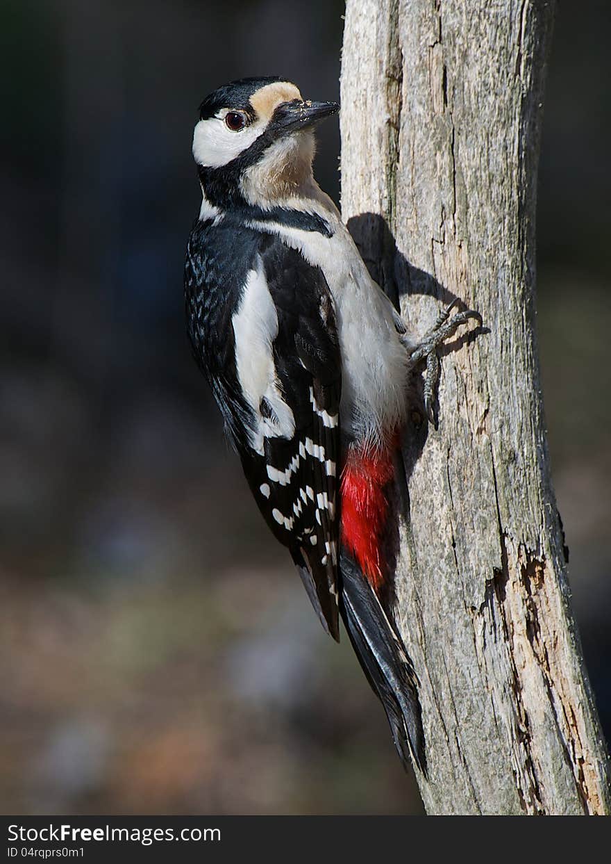 Woodpecker &x28;Dendrocopos Major&x29;