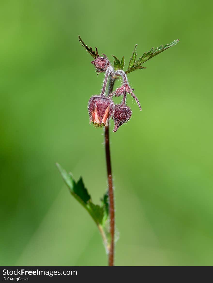 Water Evans &x28;Geum Rivale&x29;