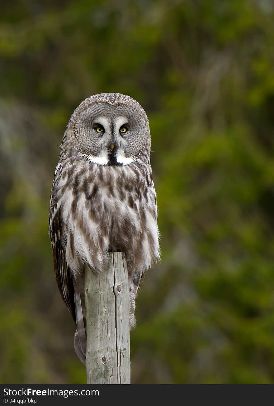 Great Grey Owl &x28;Strix nebulosa&x29