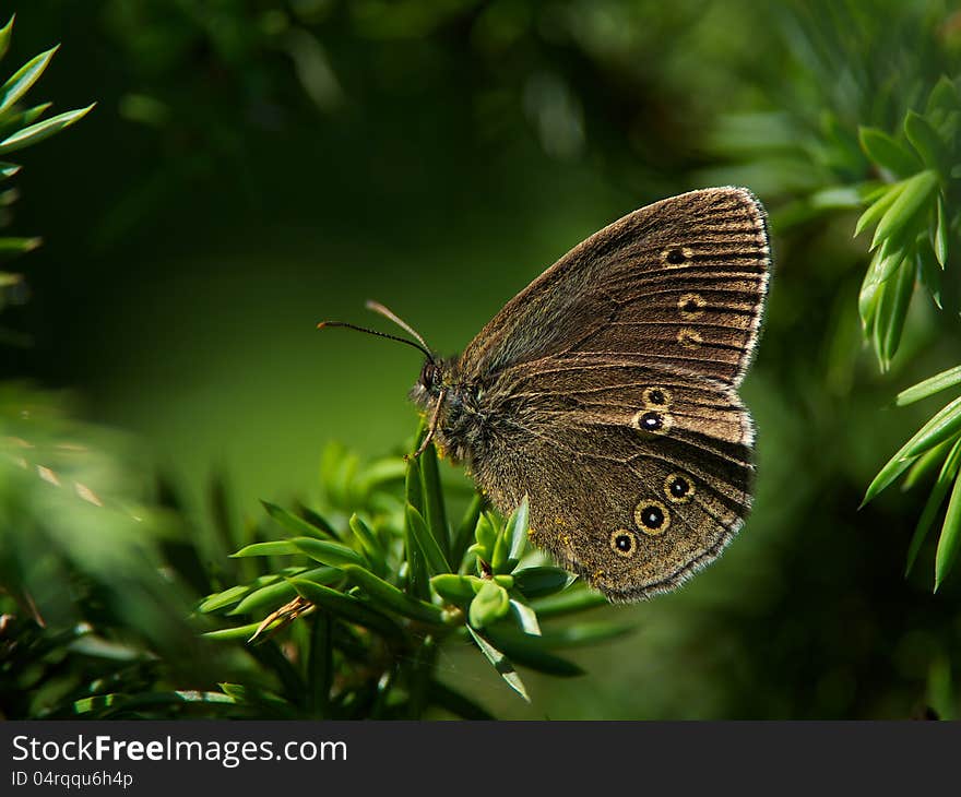 Like a dark beauty in the shadow of a juniper shrub were this grayling seated. Uppland, Sweden. Like a dark beauty in the shadow of a juniper shrub were this grayling seated. Uppland, Sweden