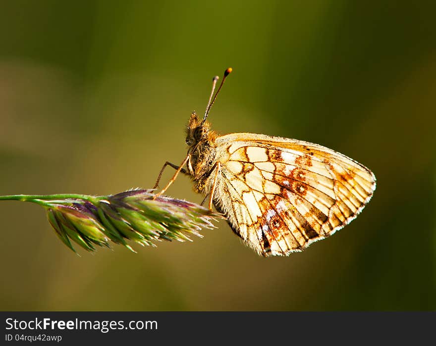 The beautiful Lesser Marbled Fritillary Butterfly on a straw with a green background. Uppland, Sweden. The beautiful Lesser Marbled Fritillary Butterfly on a straw with a green background. Uppland, Sweden