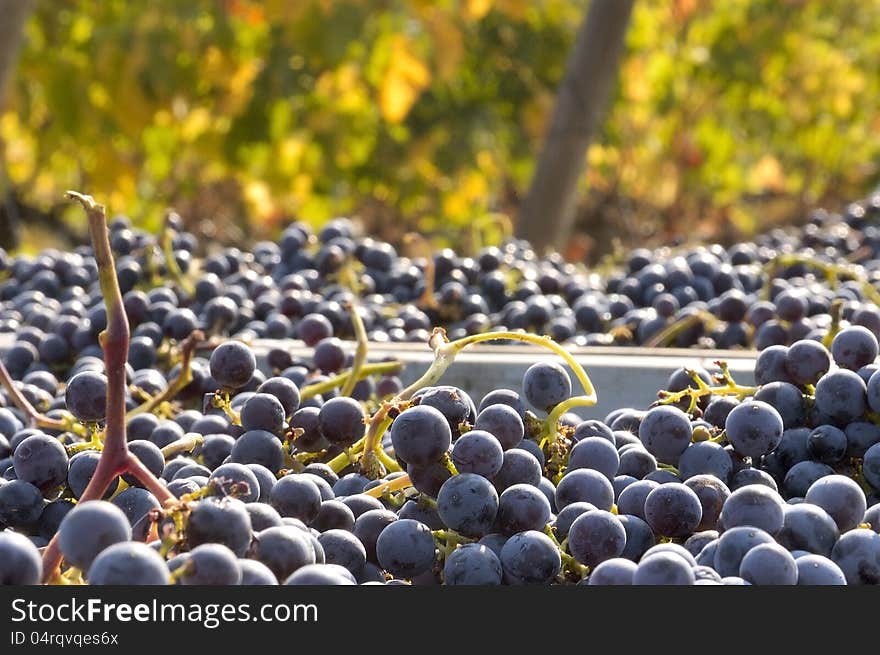 Freshly Harvested Grapes