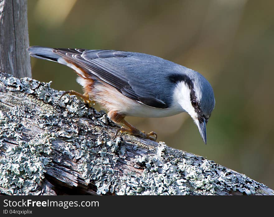 Nuthatch Checking Lichen &x28;Sitta Europaea&x29;