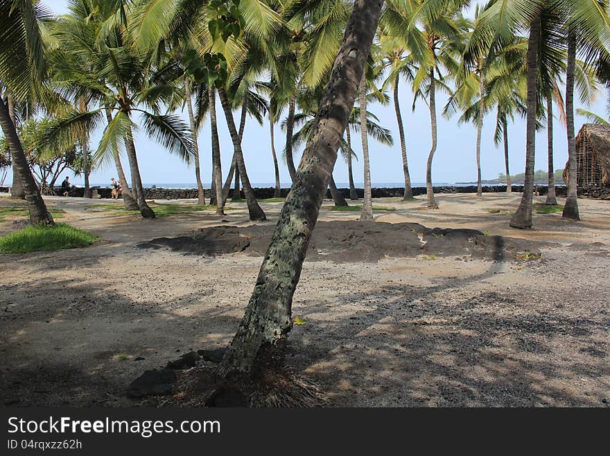 Shady Coconut Grove in Hawaii