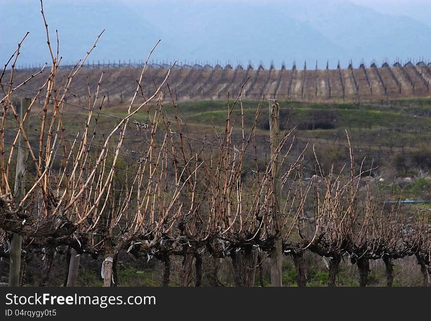 Vineyards in winter