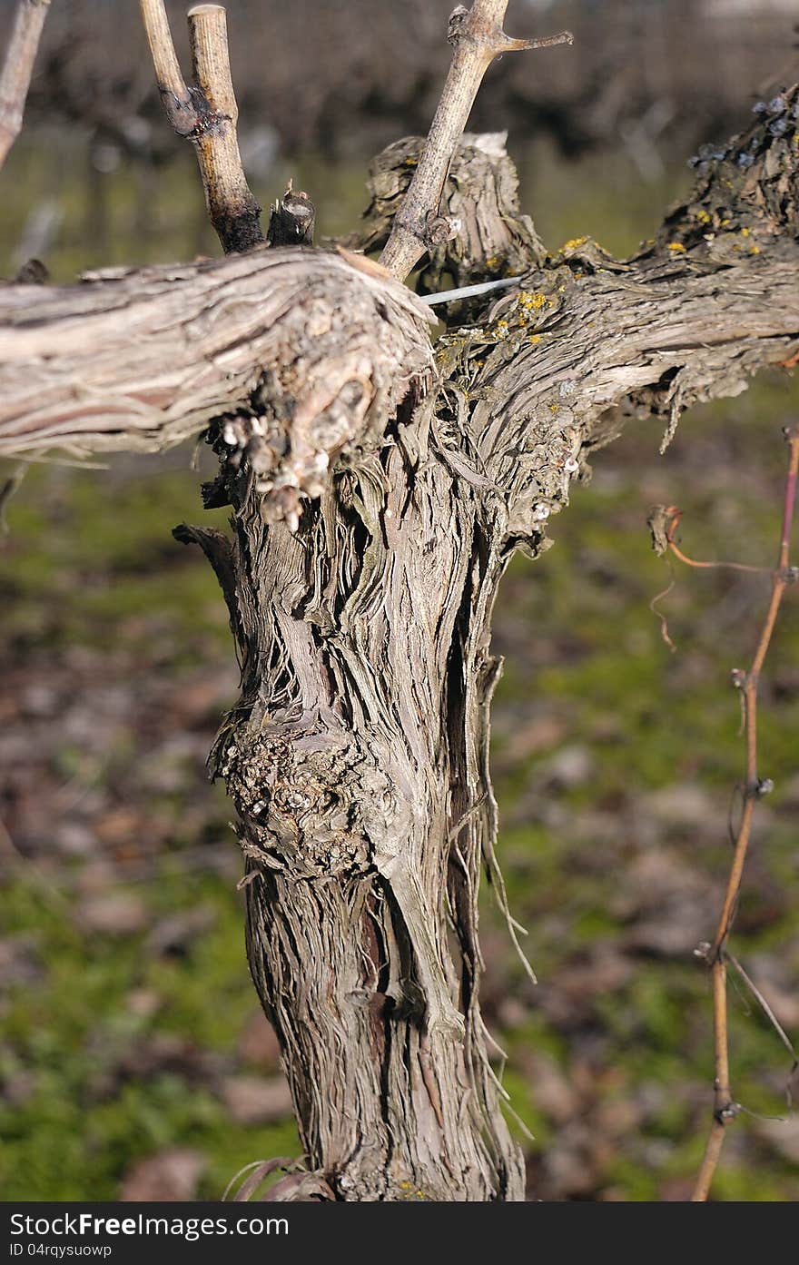 Vineyard in Winter