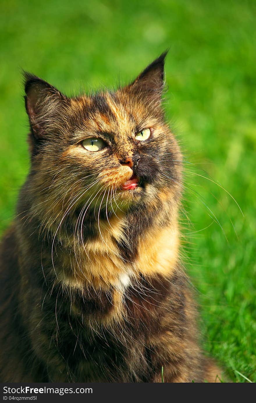 Cute Cat Looking Suprised