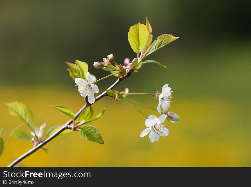 Flowering cherry tree twig. Shallow depth of field.