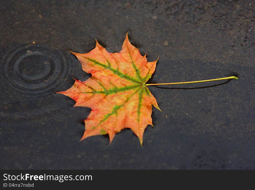 Rain. Beautiful autumn maple leaf