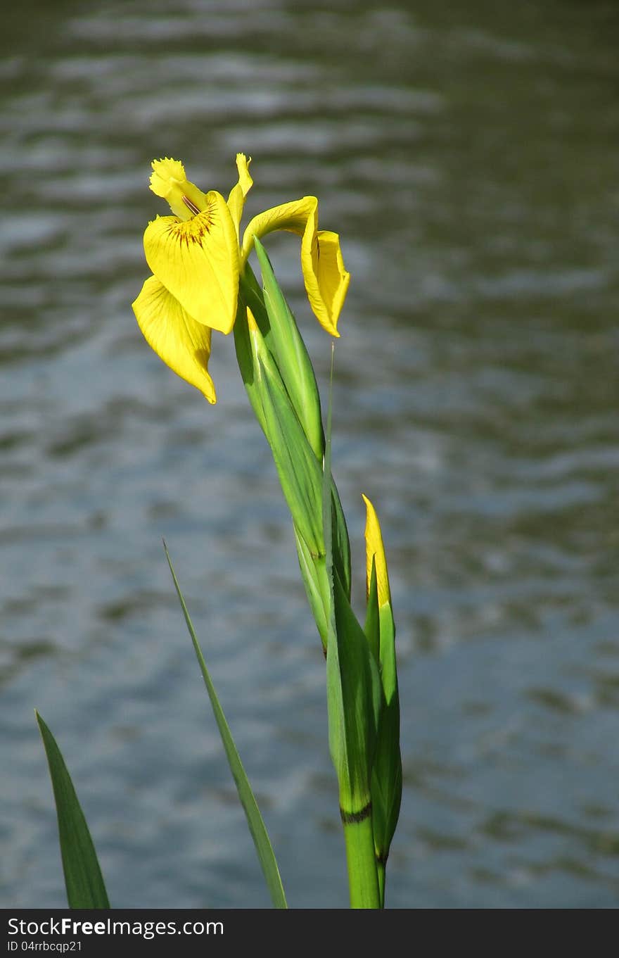 One flower a yellow Iris against water