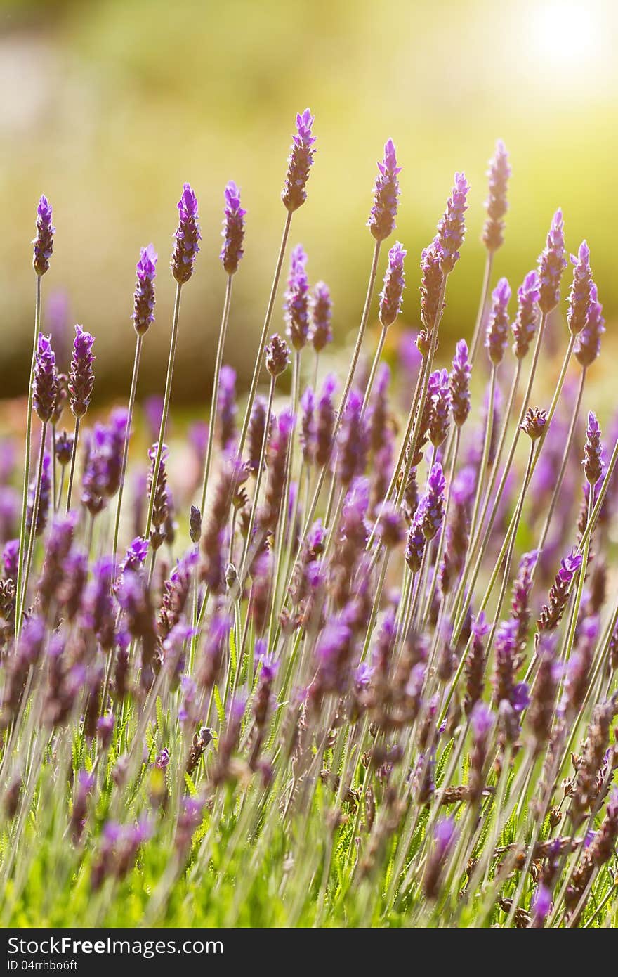 Closeup of lavender flowers on the sunlight. Closeup of lavender flowers on the sunlight