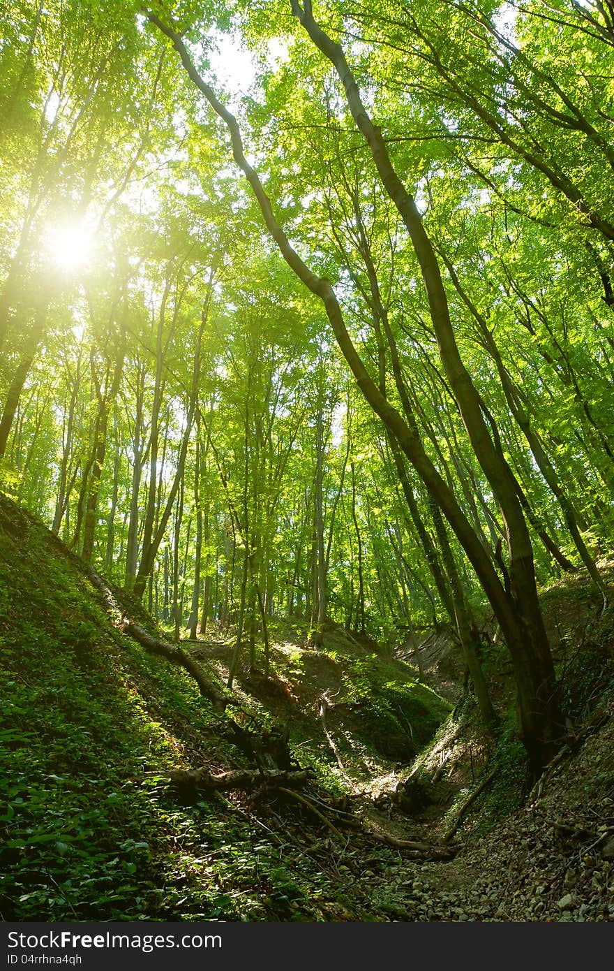 Beautiful valley in a  beech forest