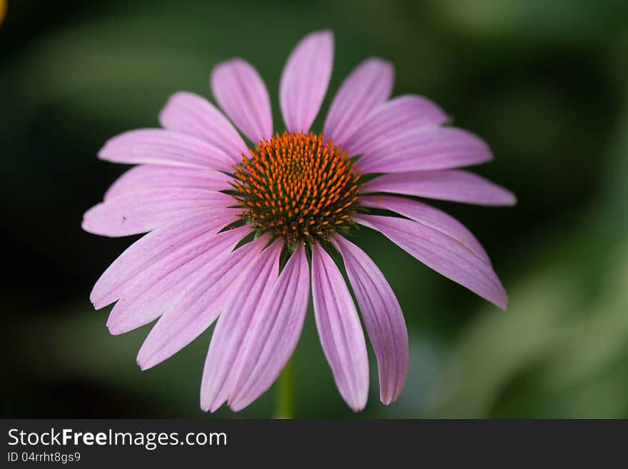 Spring flower Purple echinacea closeup