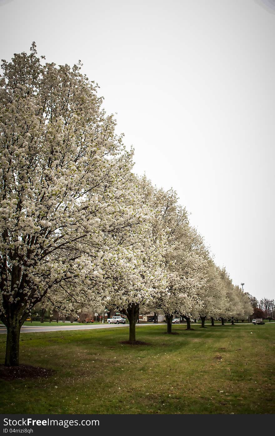 Perspective of spring blossoming trees. Perspective of spring blossoming trees