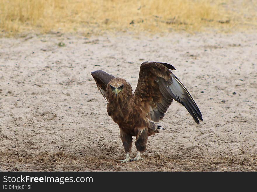 An adult Brown Snake Eagle with wings opening up. Photo taken in Namibia, Africa. An adult Brown Snake Eagle with wings opening up. Photo taken in Namibia, Africa.