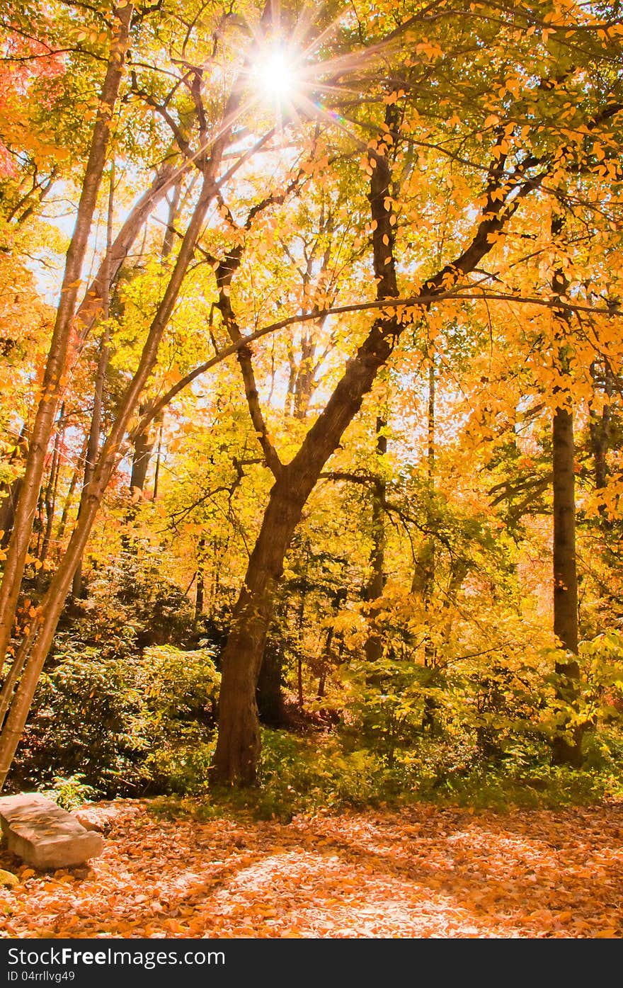 Autumn scene in the forest