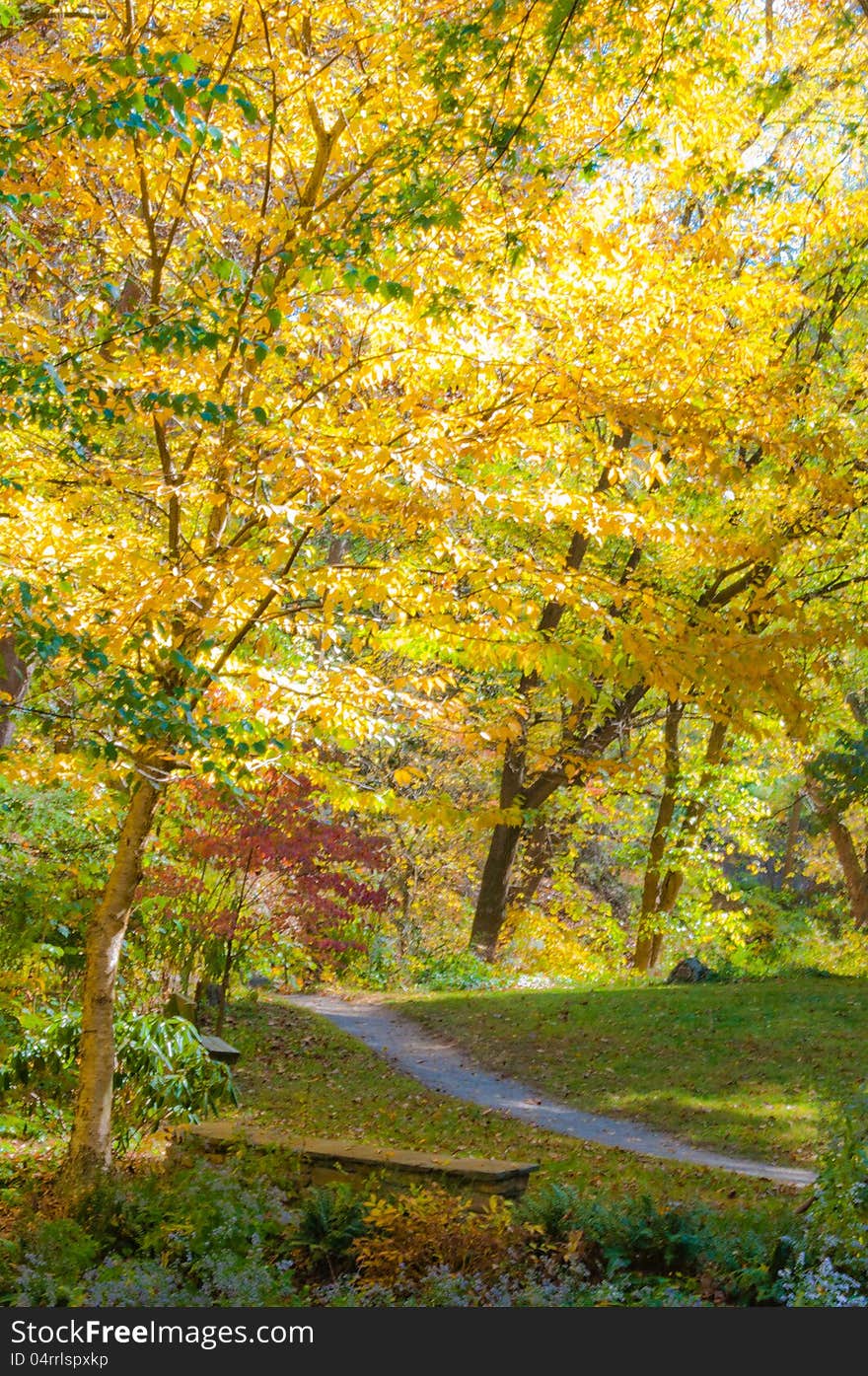 Autumn scene in the forest