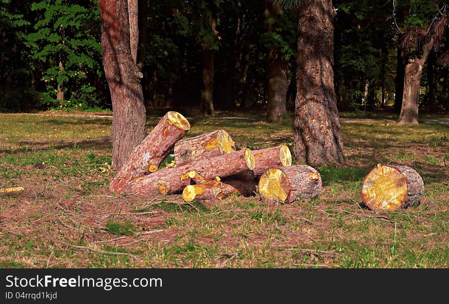 Heap of sawn pine logs in a park