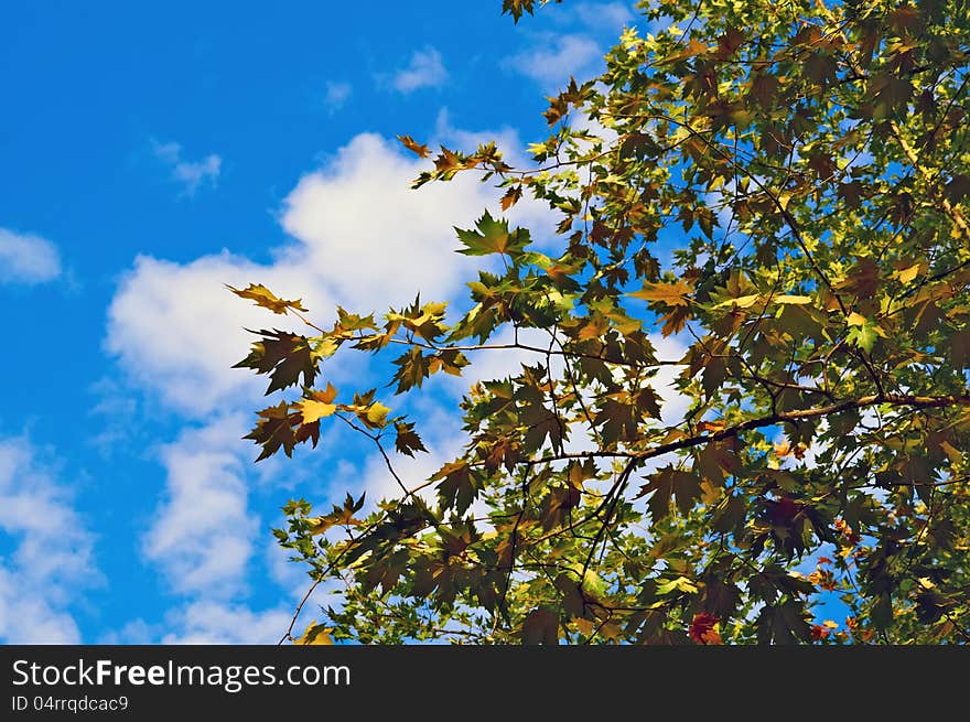 Maple Leaves Against Blue Sky