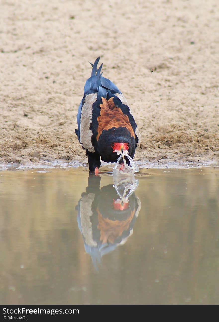 An adult Bateleur Eagle having a drink at a watering hole on a game ranch. Photo taken in Namibia, Africa. An adult Bateleur Eagle having a drink at a watering hole on a game ranch. Photo taken in Namibia, Africa.