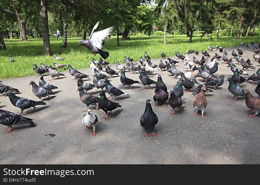 Flock of pigeons