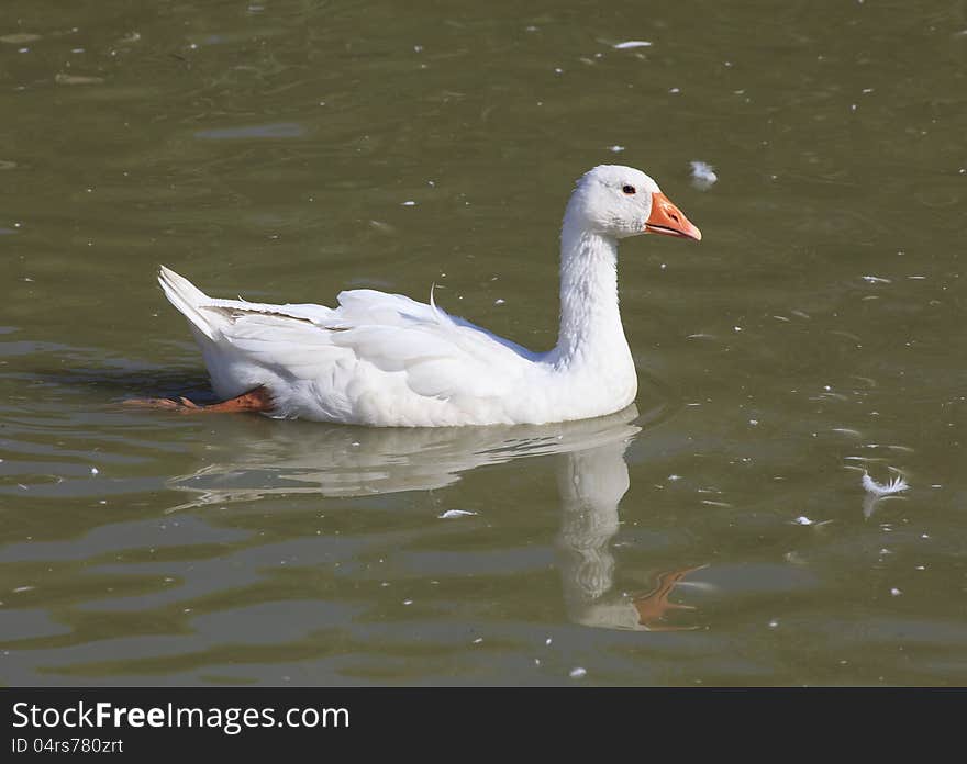 Home White Goose Swimming In A Pond.