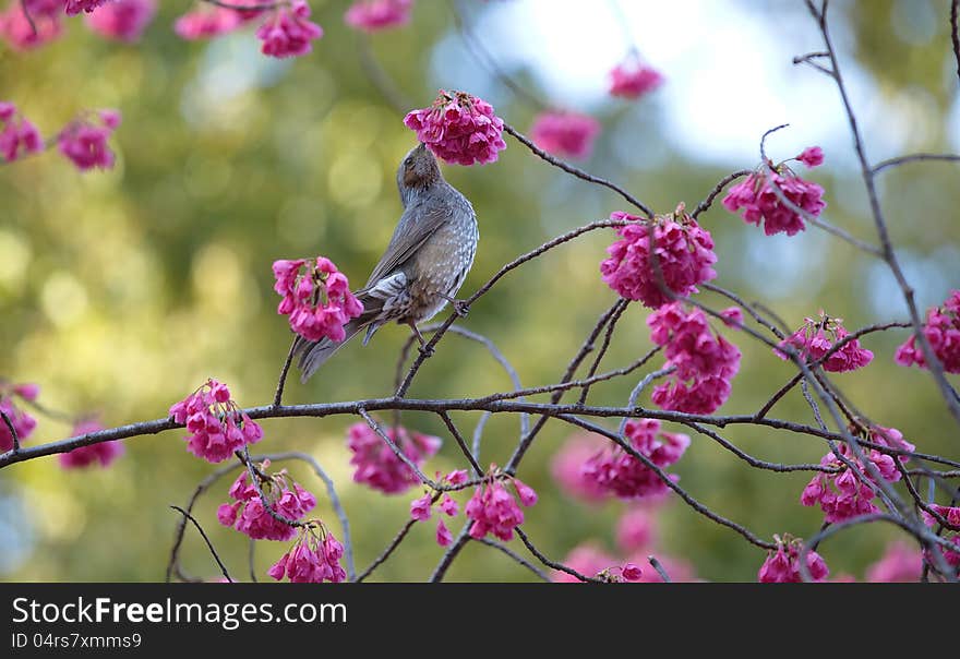 Sakura In Japan