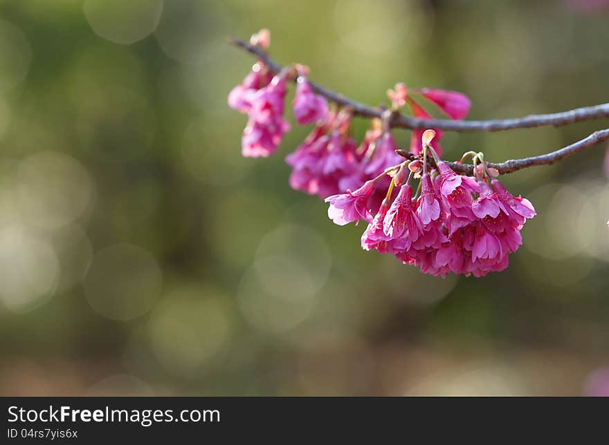 Sakura season is beautiful season in japan and on aprial. Sakura season is beautiful season in japan and on aprial