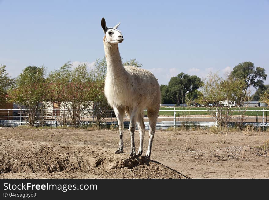 Llama on lookout