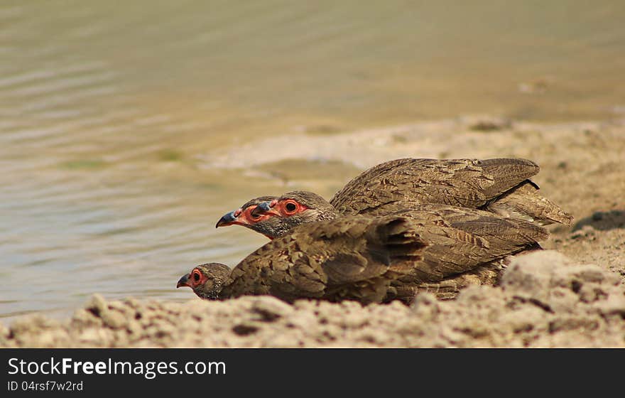 Francolin, Swainson s - Triplet