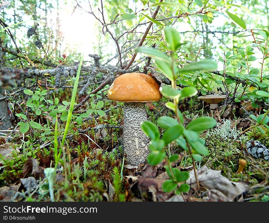 Lone mushroom boletus