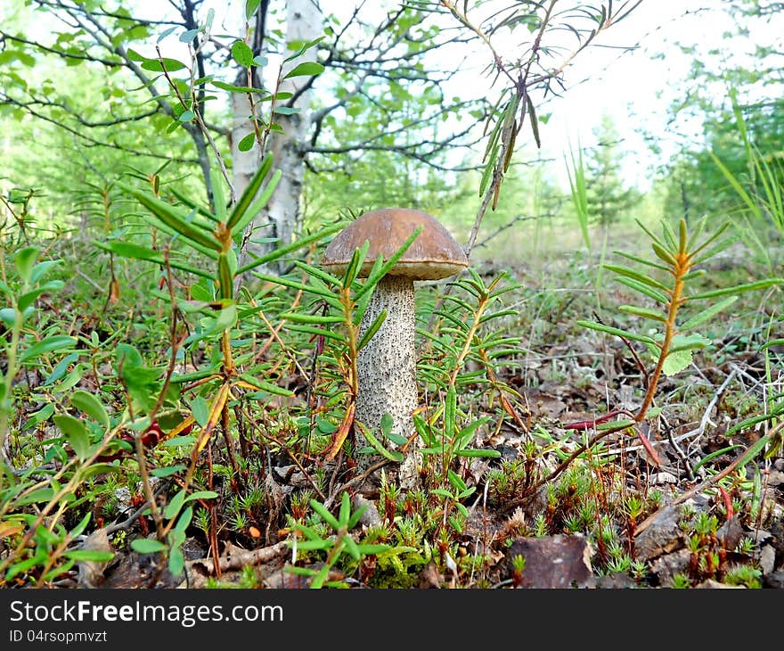 Lone mushroom boletus