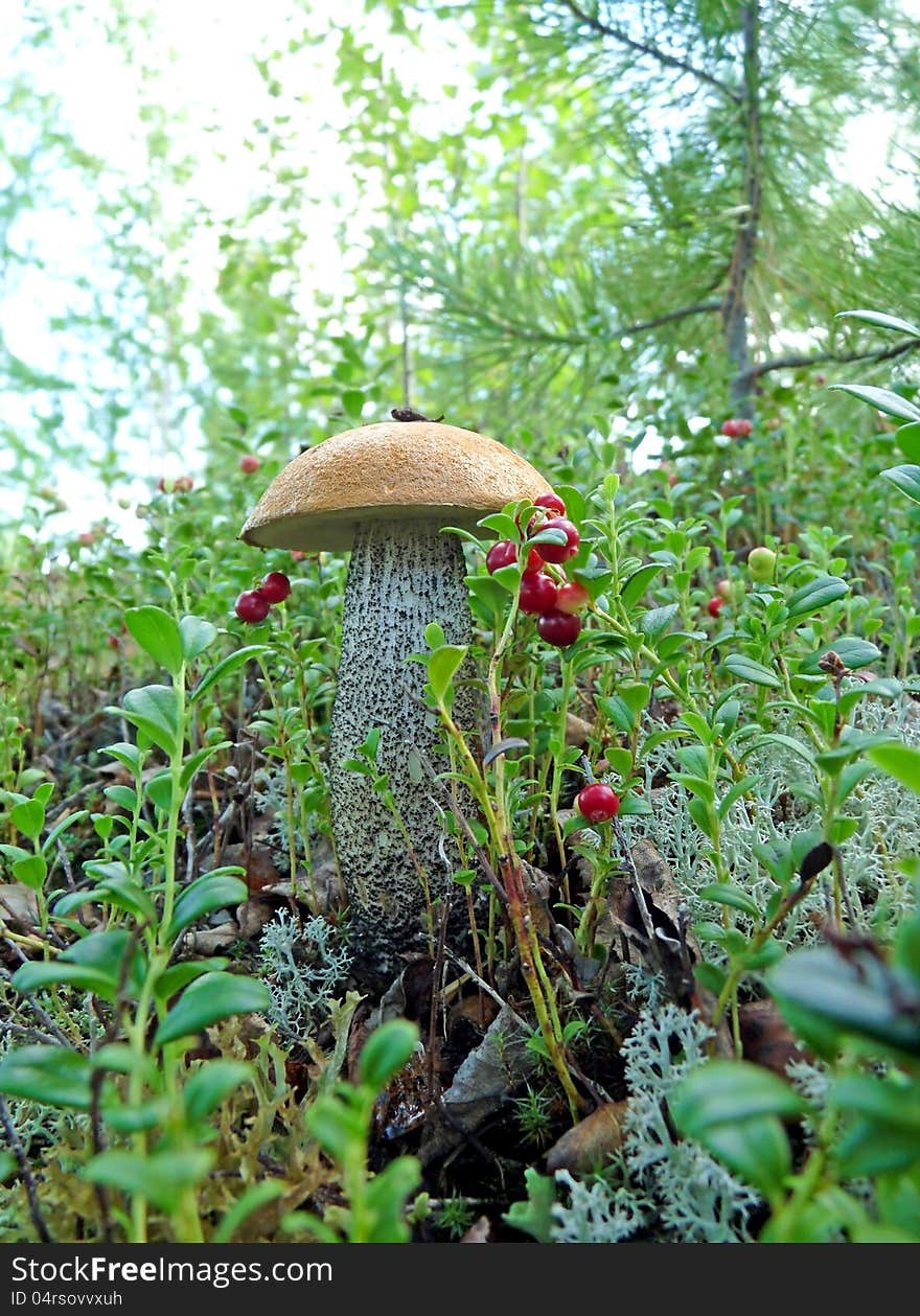 Lone Mushroom Boletus