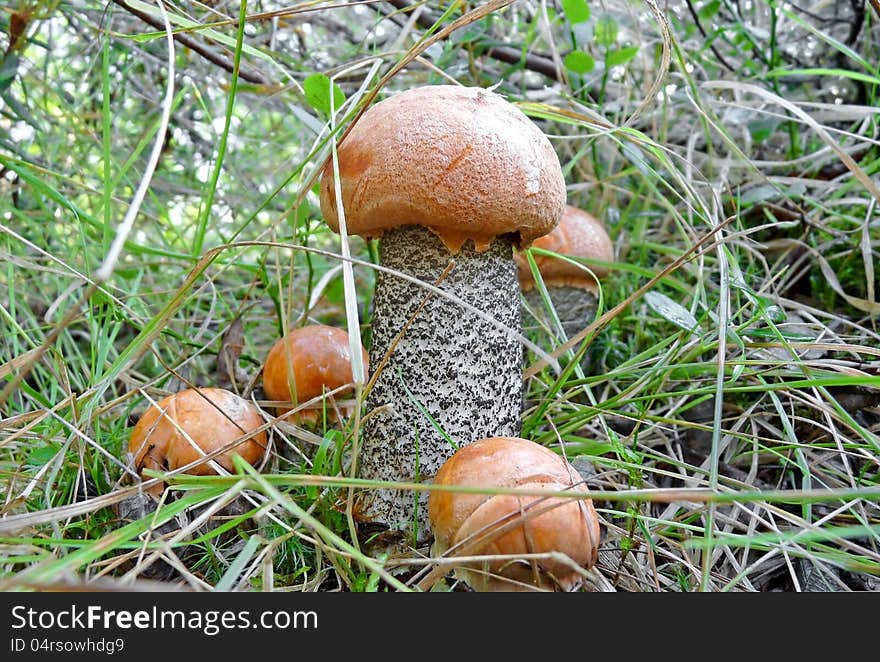 Family boletus