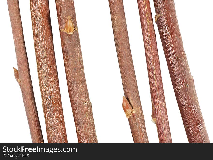 The branches on a white background