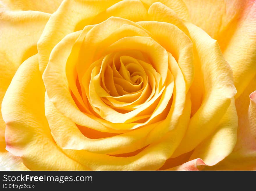 Bud of yellow roses close-up. View svethu. Bud of yellow roses close-up. View svethu.