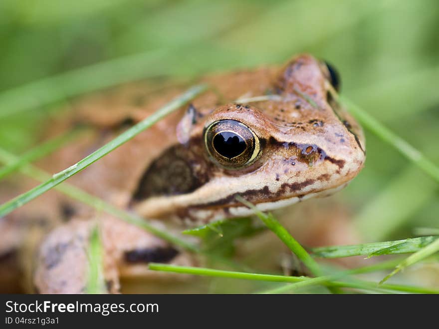 Frog in the grass